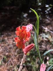 Fritillaria recurva