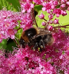 Bombus subterraneus
