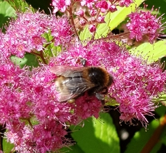 Bombus subterraneus