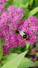 Bombus subterraneus