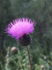 Cirsium serratuloides