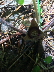 Asarum hartwegii