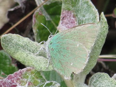 Callophrys viridis