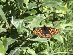 Euphydryas intermedia