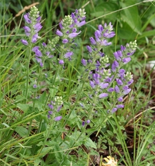 Campanula spicata