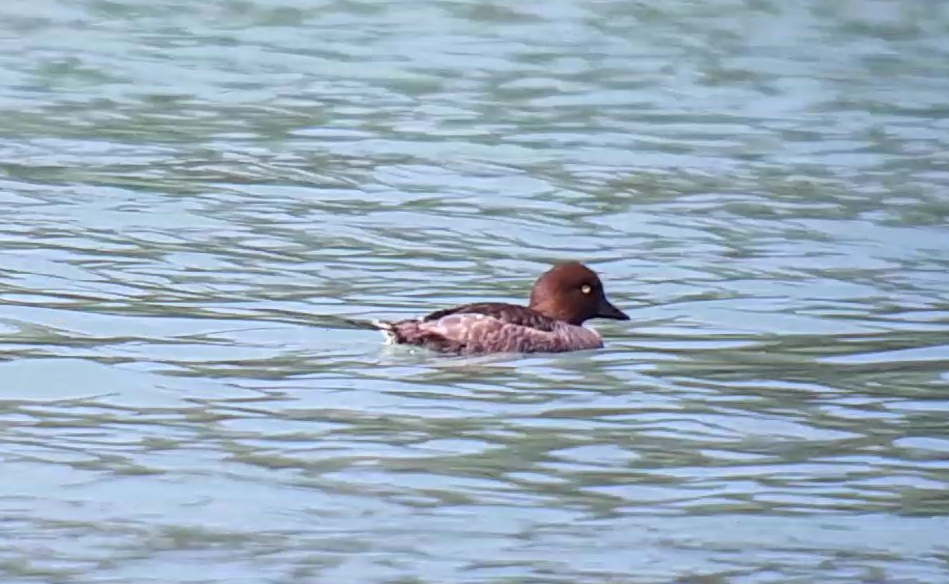 Common Goldeneye