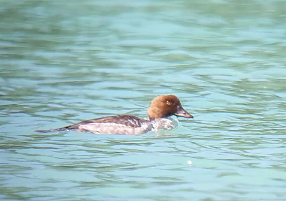 Common Goldeneye