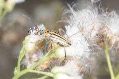 Chauliognathus scriptus