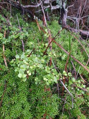 Coprosma neglecta