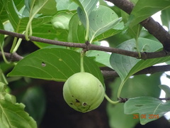 Meyna laxiflora