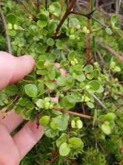 Coprosma neglecta