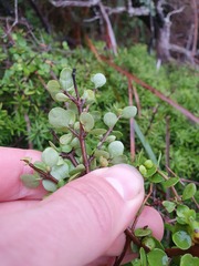 Coprosma neglecta
