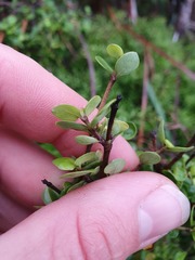 Coprosma neglecta
