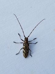 Monochamus marmorator