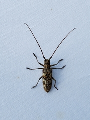 Monochamus marmorator