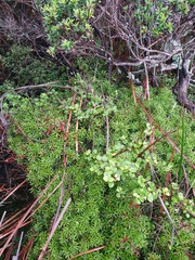 Coprosma neglecta