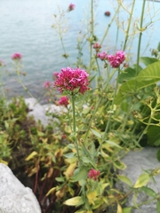 Centranthus ruber