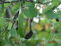 Bauhinia racemosa