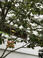 Sterculia parviflora