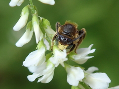 Macropis