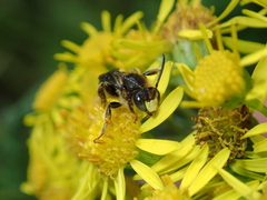 Macropis