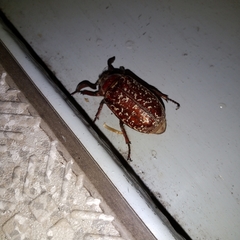 Polyphylla laticollis laticollis