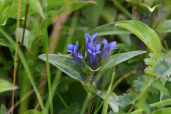 Gentiana cruciata cruciata
