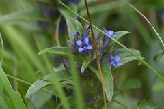 Gentiana cruciata cruciata