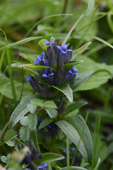 Gentiana cruciata cruciata