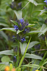 Gentiana cruciata cruciata
