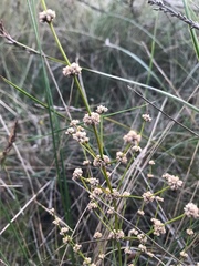 Lomandra multiflora multiflora