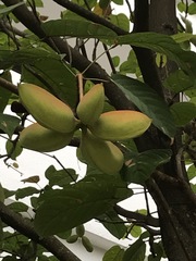 Sterculia parviflora