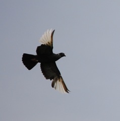 Columba livia domestica