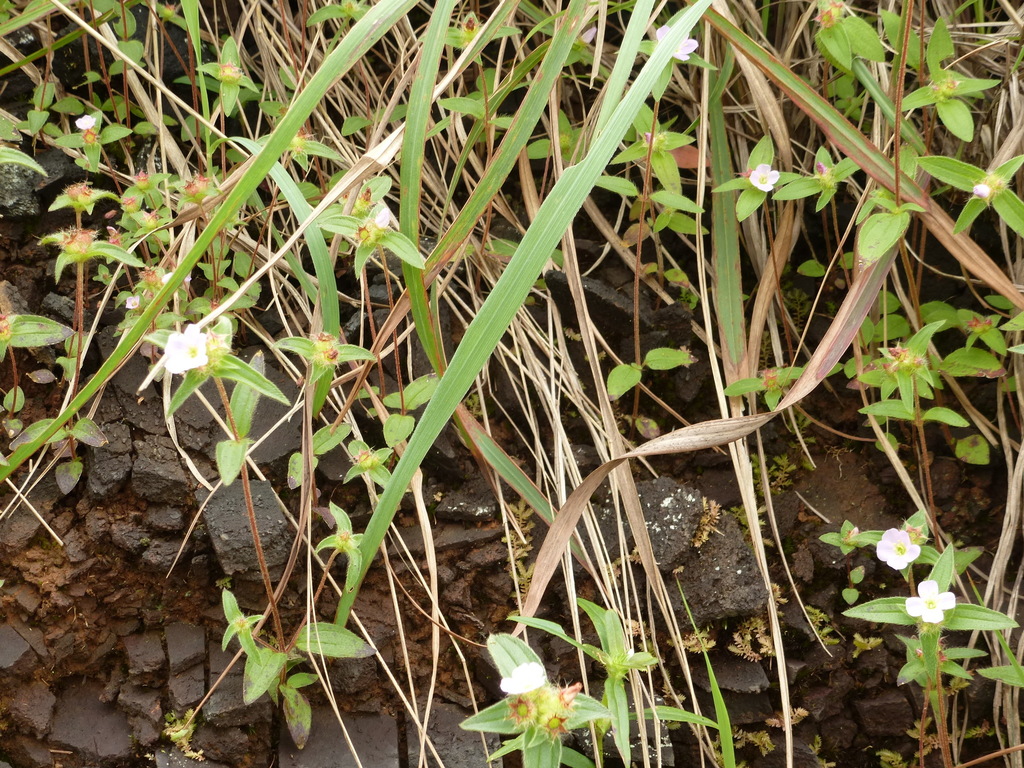 Osbeckia decandra