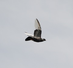 Columba livia domestica