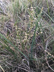 Lomandra multiflora multiflora