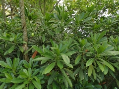 Alstonia scholaris