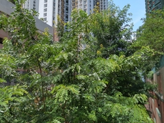 Alstonia scholaris