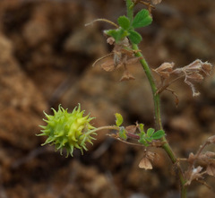 Medicago constricta