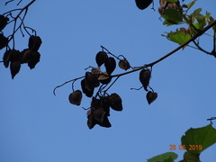 Erinocarpus nimmonii