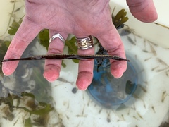 Syngnathus rostellatus