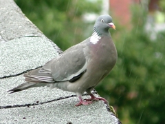 Columba palumbus