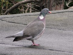 Columba palumbus