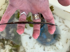 Syngnathus rostellatus