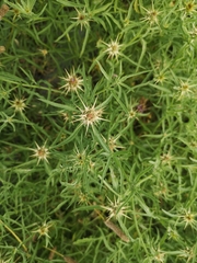 Centaurea calcitrapa
