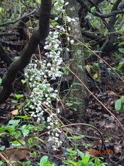 Diploclisia glaucescens