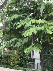 Maniltoa browneoides