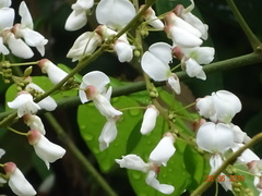 Derris scandens