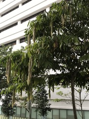 Maniltoa browneoides