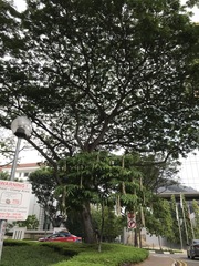 Maniltoa browneoides